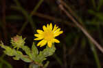 Pineland goldenaster